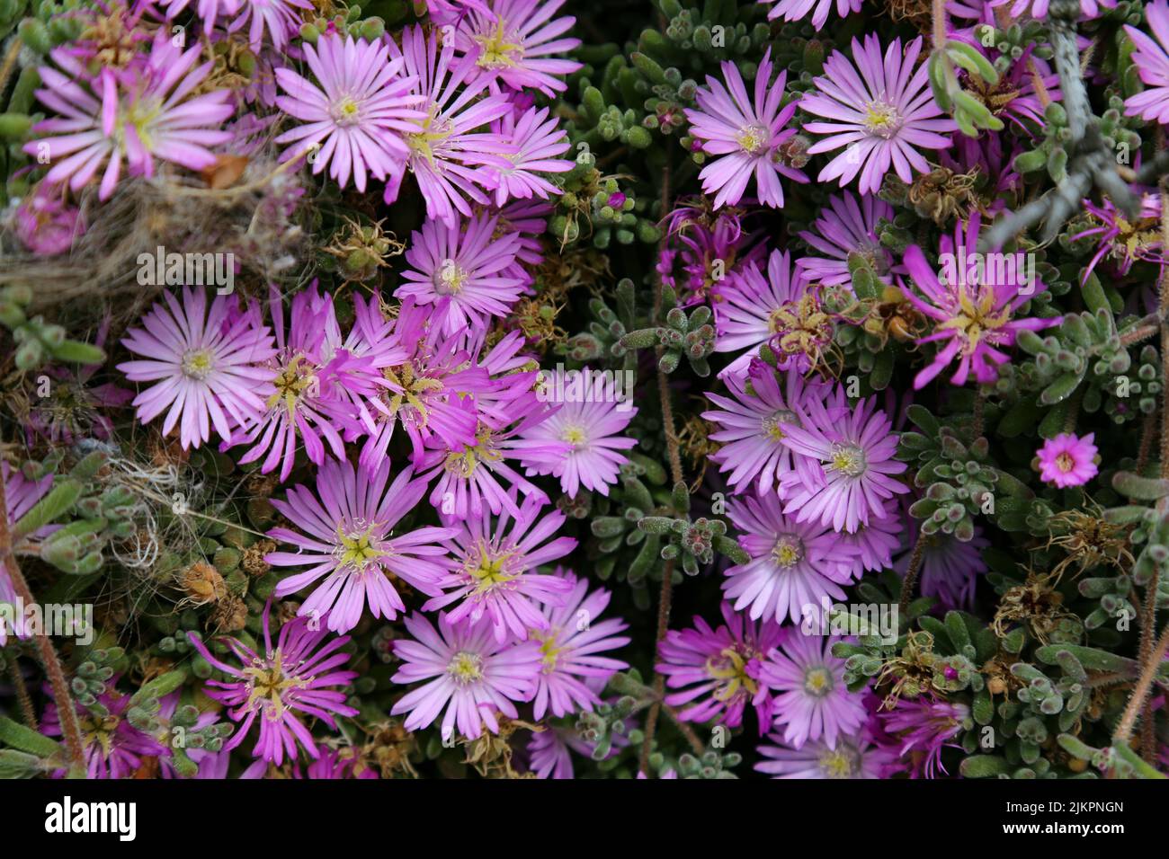 A closeup shot of Rosea Ice Plant (Drosanthemum Floribundum) Stock Photo