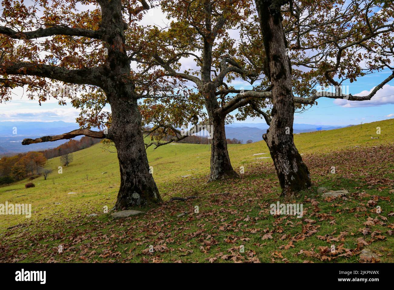 The three big trees on mountain Stock Photo Alamy