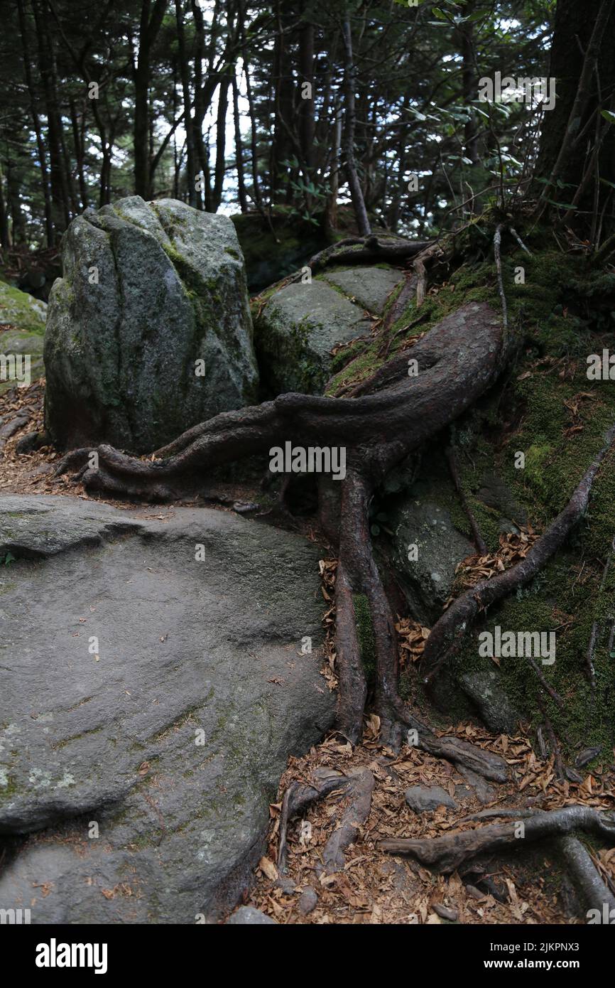 A vertical shot of big rocks and tree roots in the forest Stock Photo ...