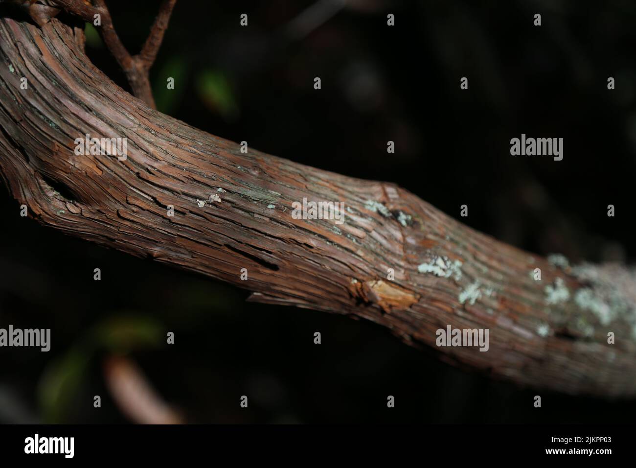 Tree close up environment hi-res stock photography and images - Alamy