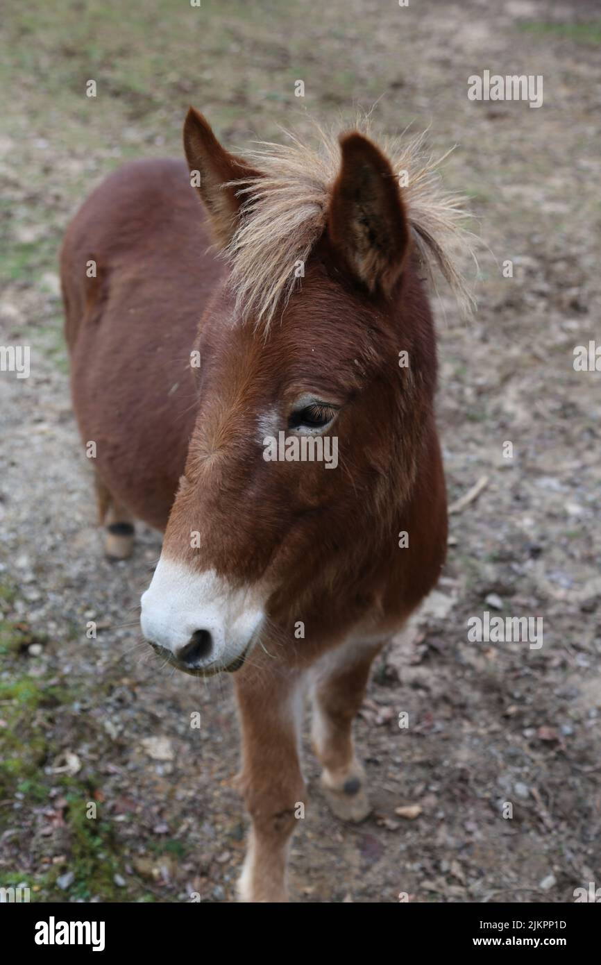The vertical  portrait of a cute brown Roseberry mule Stock Photo