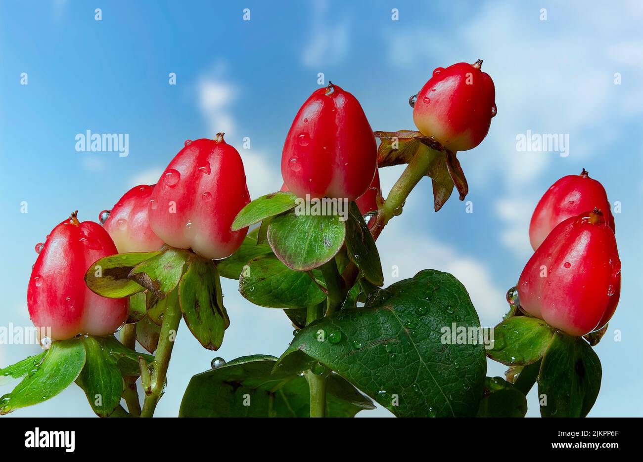 The close-up shot of Hypericum plant  berries Stock Photo