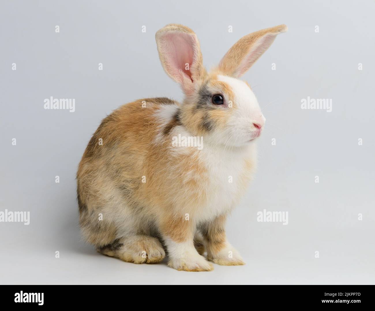 One orange rabbit on white background Stock Photo