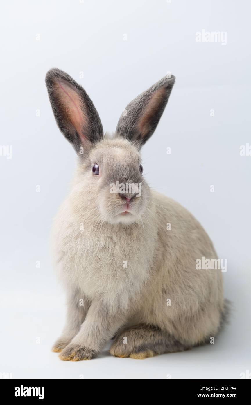 A cute rabbit sitting against white background Stock Photo