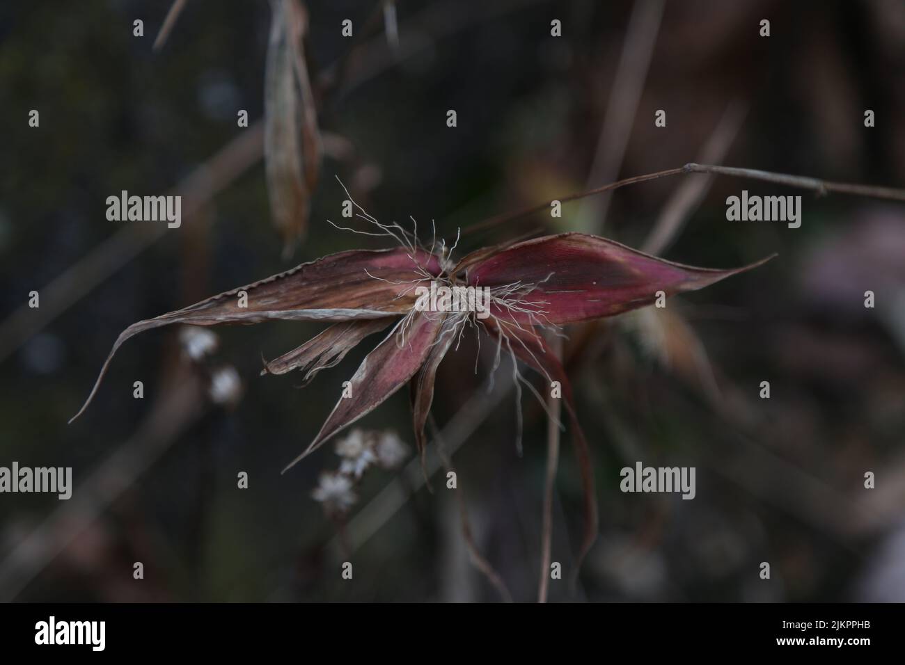A closeup of Themeda triandra, Kangaroo grass. Selected focus. Stock Photo