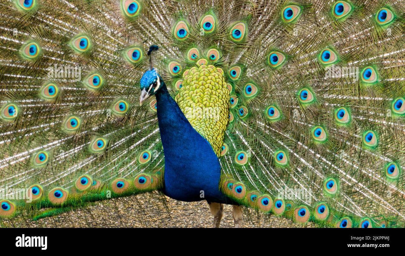 A stunning male peacock with open wings Stock Photo Alamy