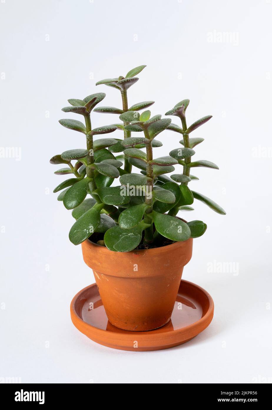 A vertical shot of a potted crassula ovata jade plant isolated on a white background Stock Photo