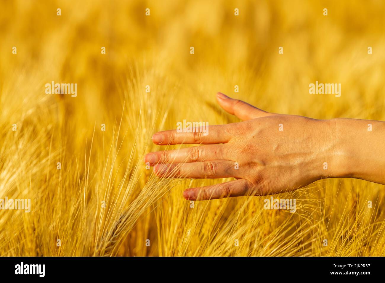 Yellow agriculture field with ripe wheat golden sunset Stock Photo
