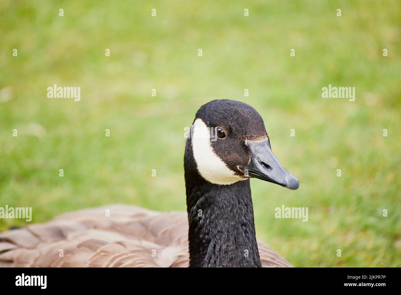 A closeup of the Canada goose or Canadian goose, Branta canadensis. Stock Photo