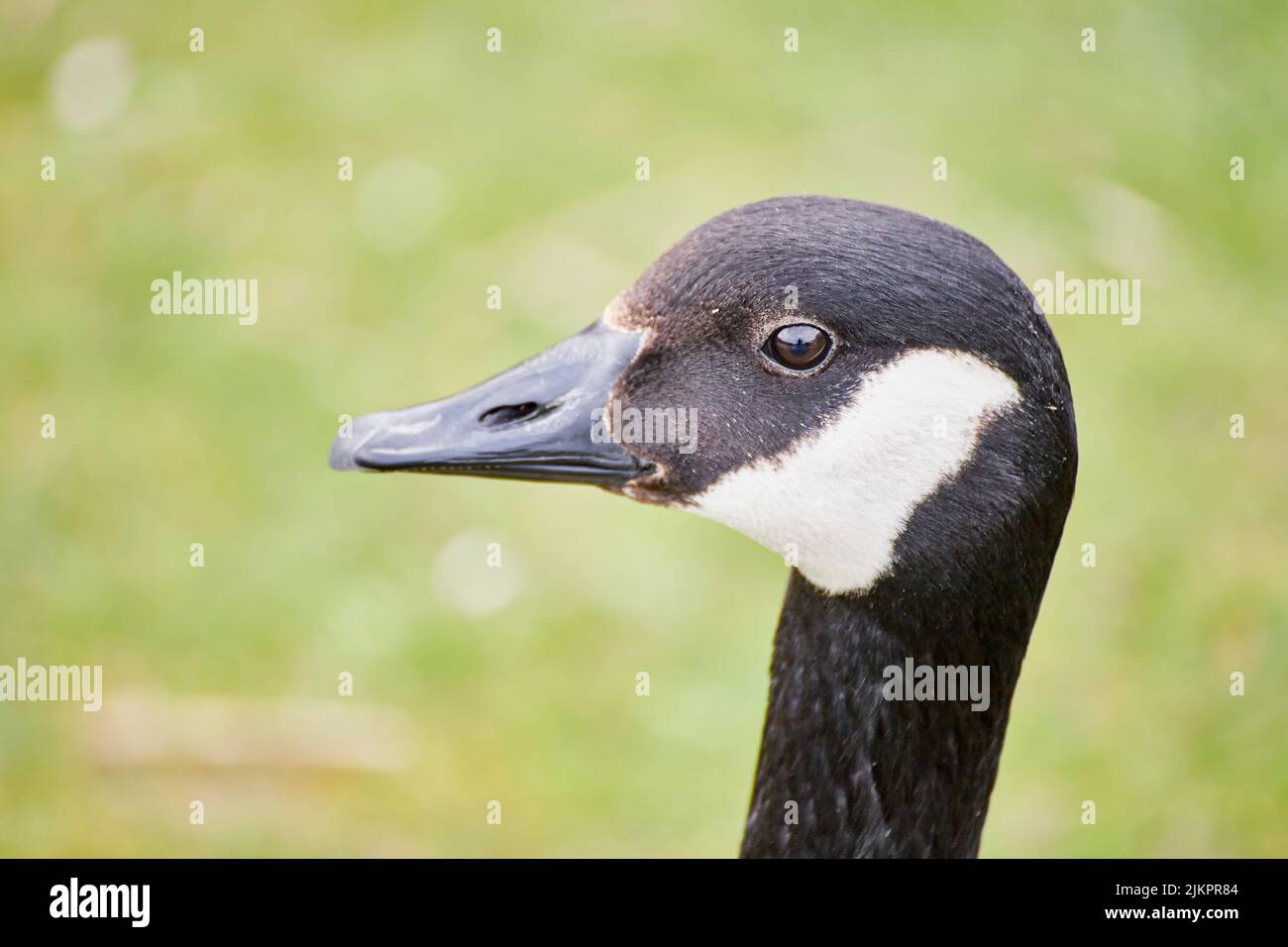 A closeup of the Canada goose or Canadian goose, Branta canadensis. Stock Photo