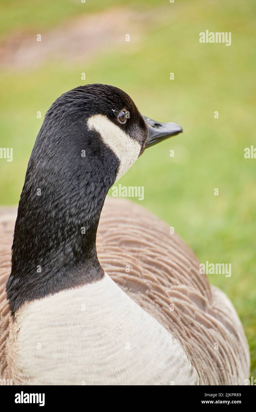 A vertical closeup of the Canada goose or Canadian goose, Branta canadensis. Stock Photo