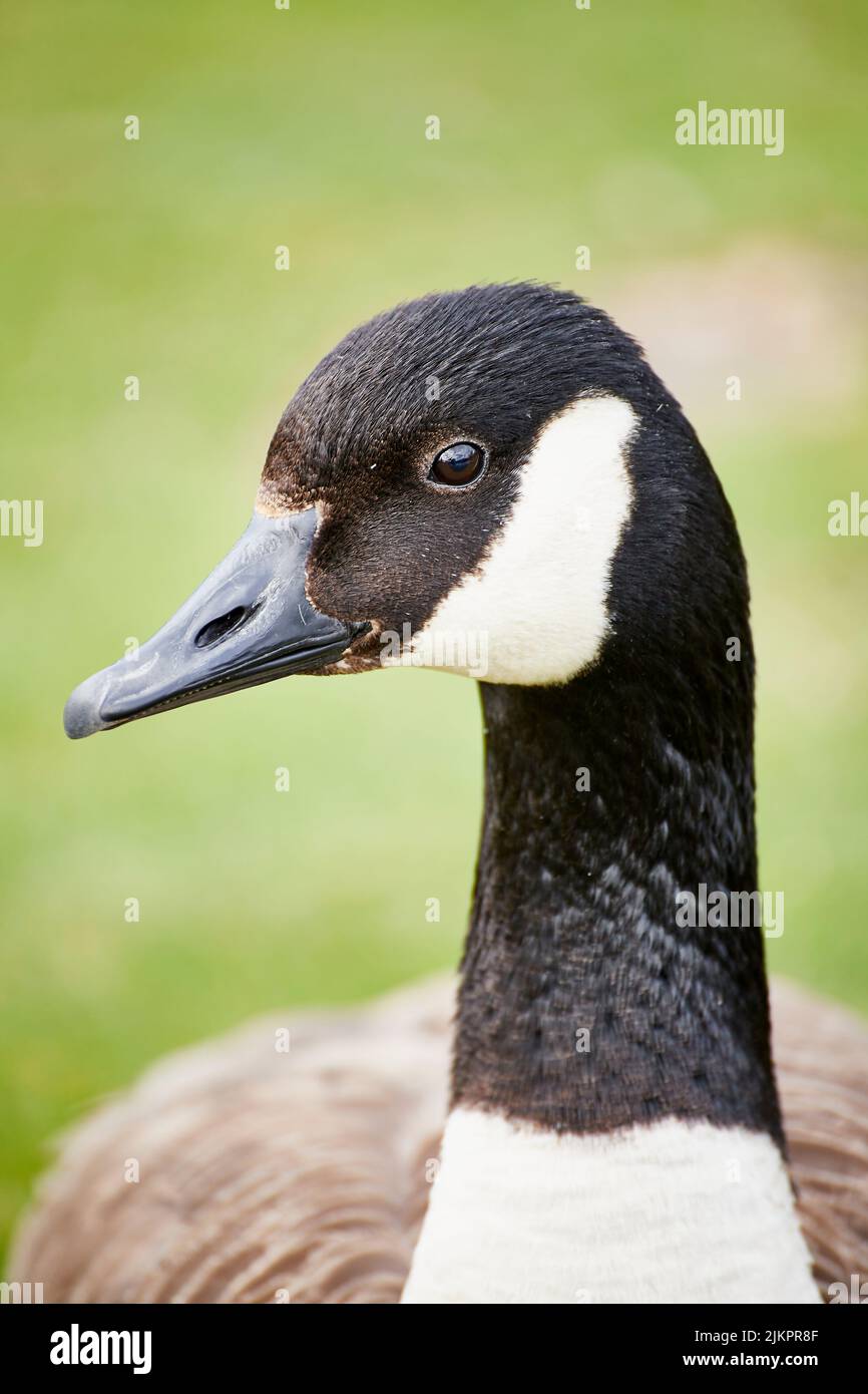 A vertical closeup of the Canada goose or Canadian goose, Branta canadensis. Stock Photo