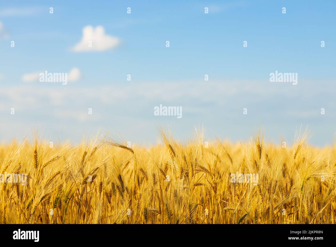 Yellow agriculture field with ripe wheat and blue sky Stock Photo