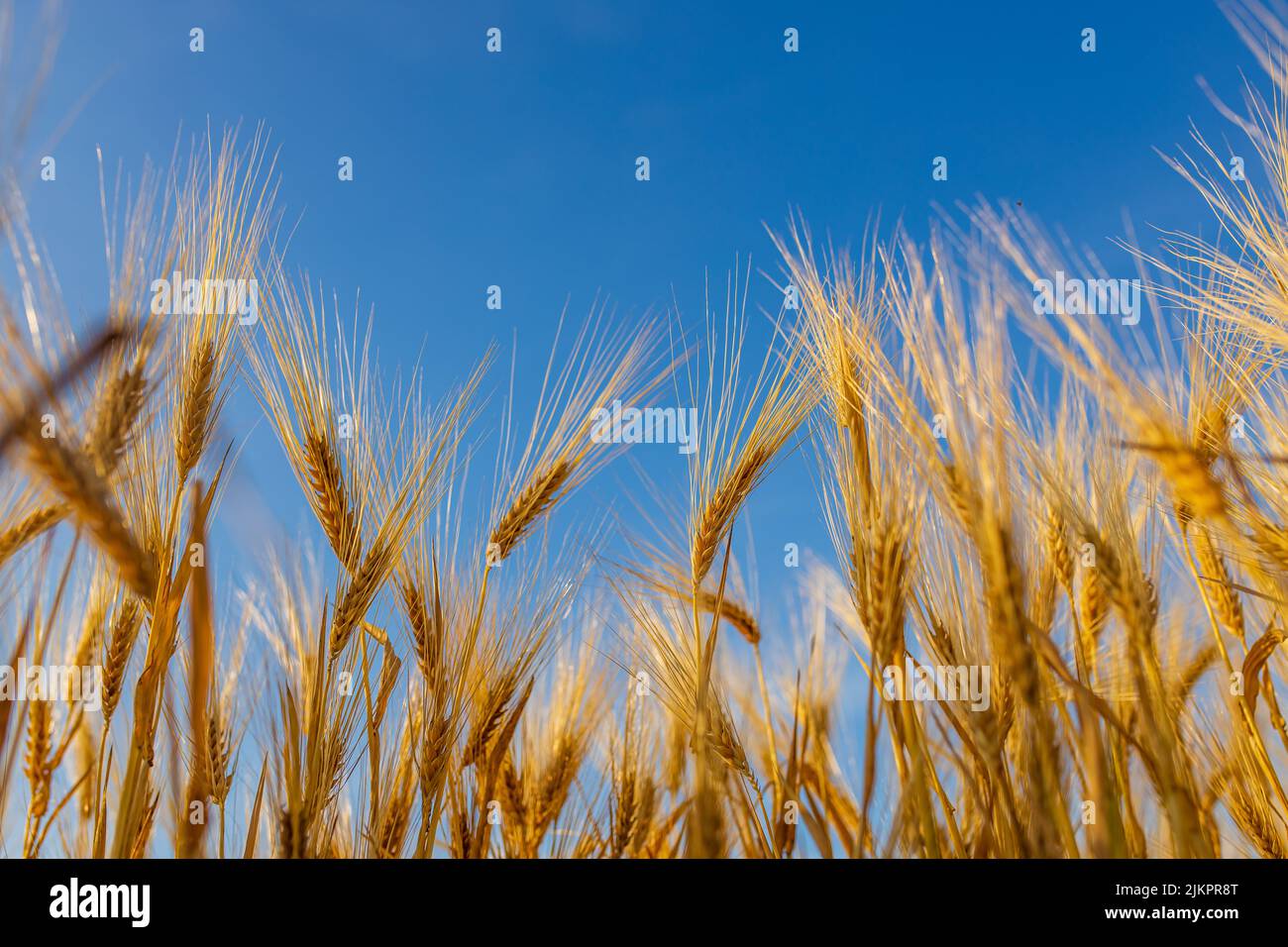 Yellow agriculture field with ripe wheat and blue sky Stock Photo