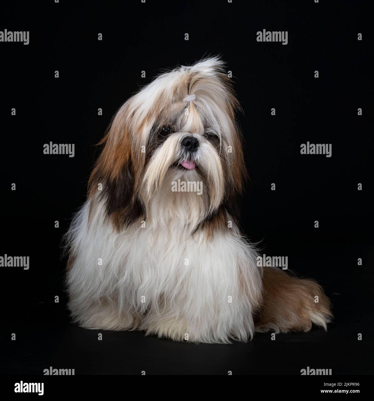 shih tzu in front of black background Stock Photo - Alamy