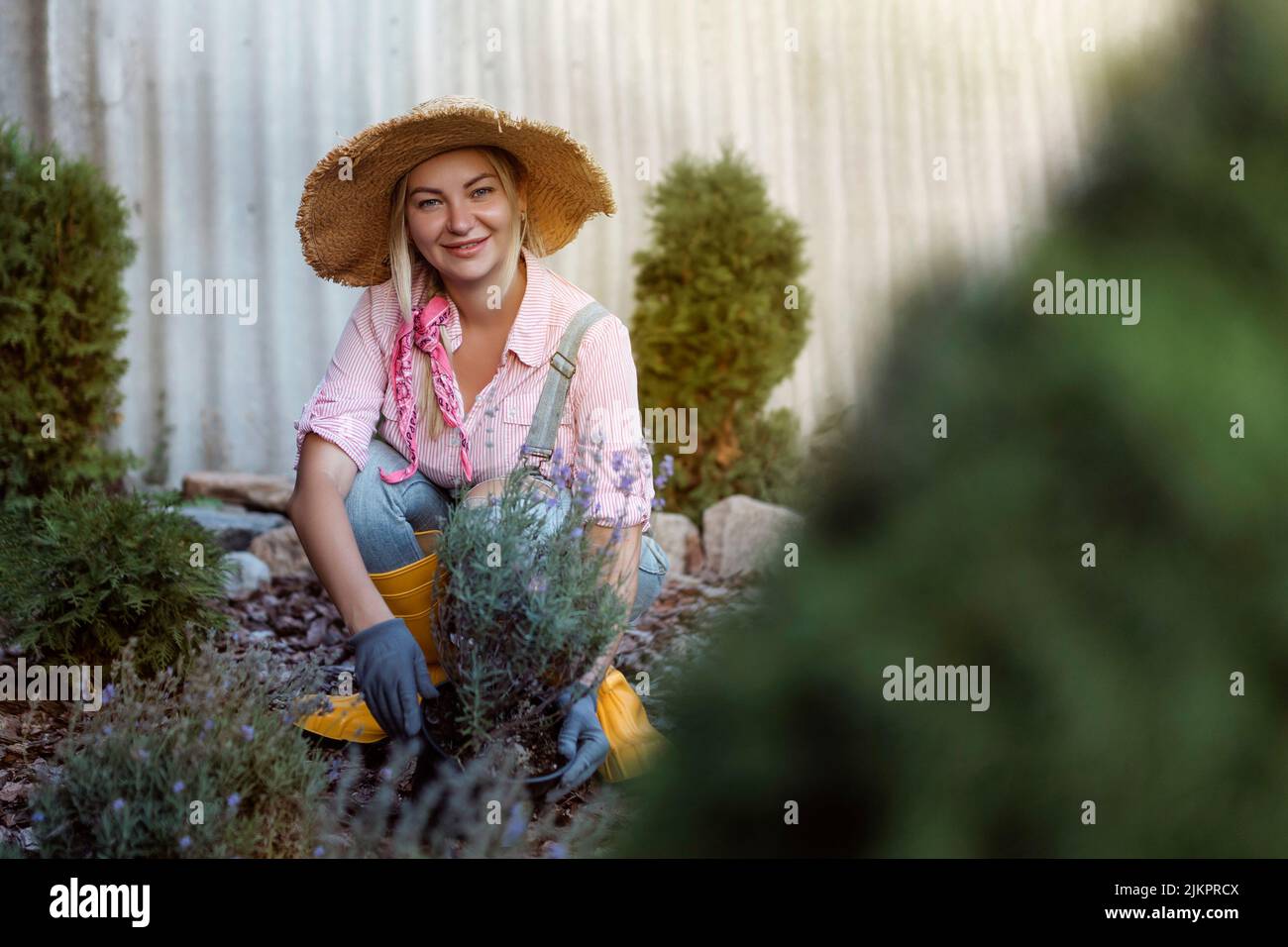 A young woman is planting a lavender bush in the soil. Gardening