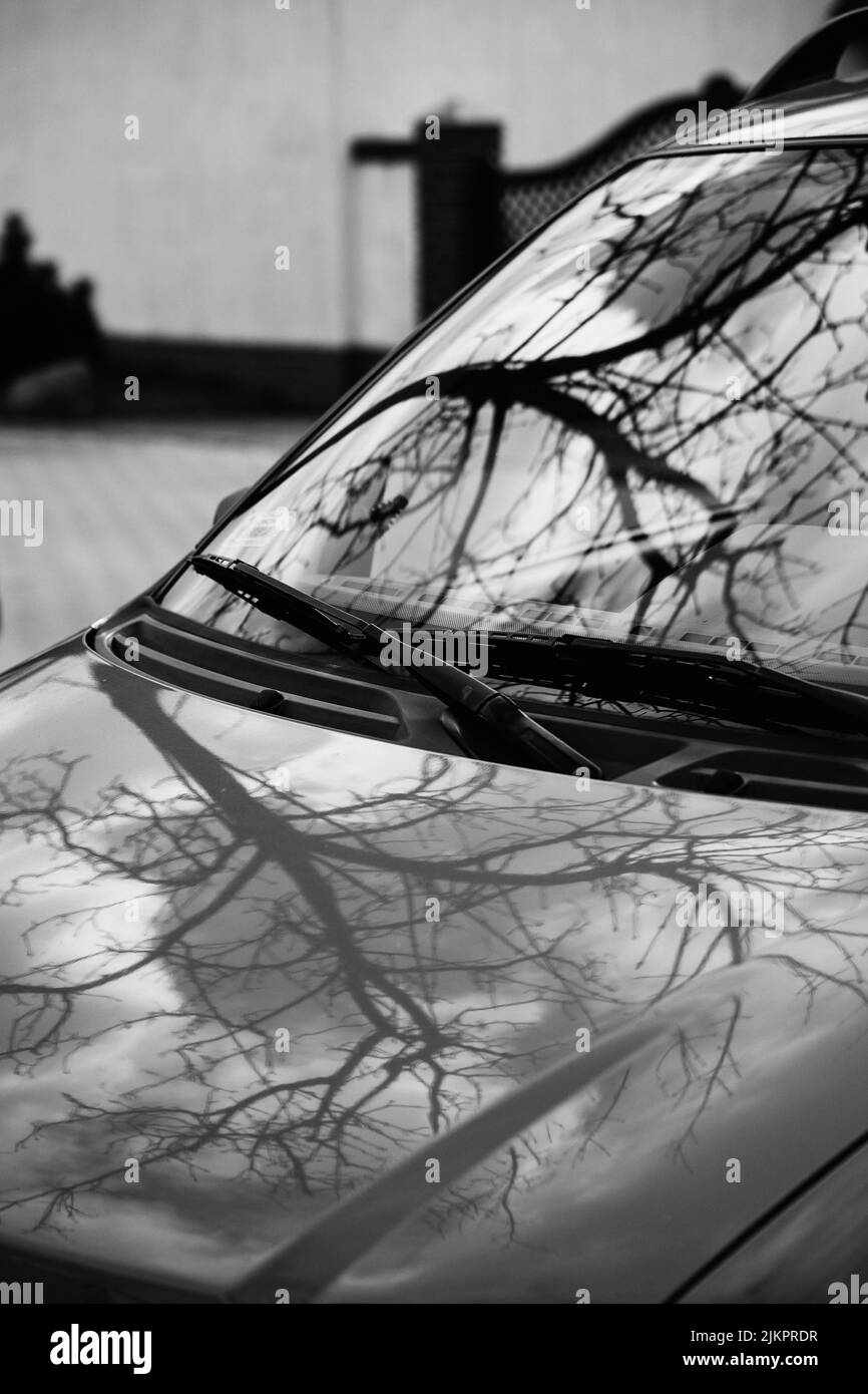 A vertical grayscale closeup of the tree branches reflection on the car's windshield. Stock Photo