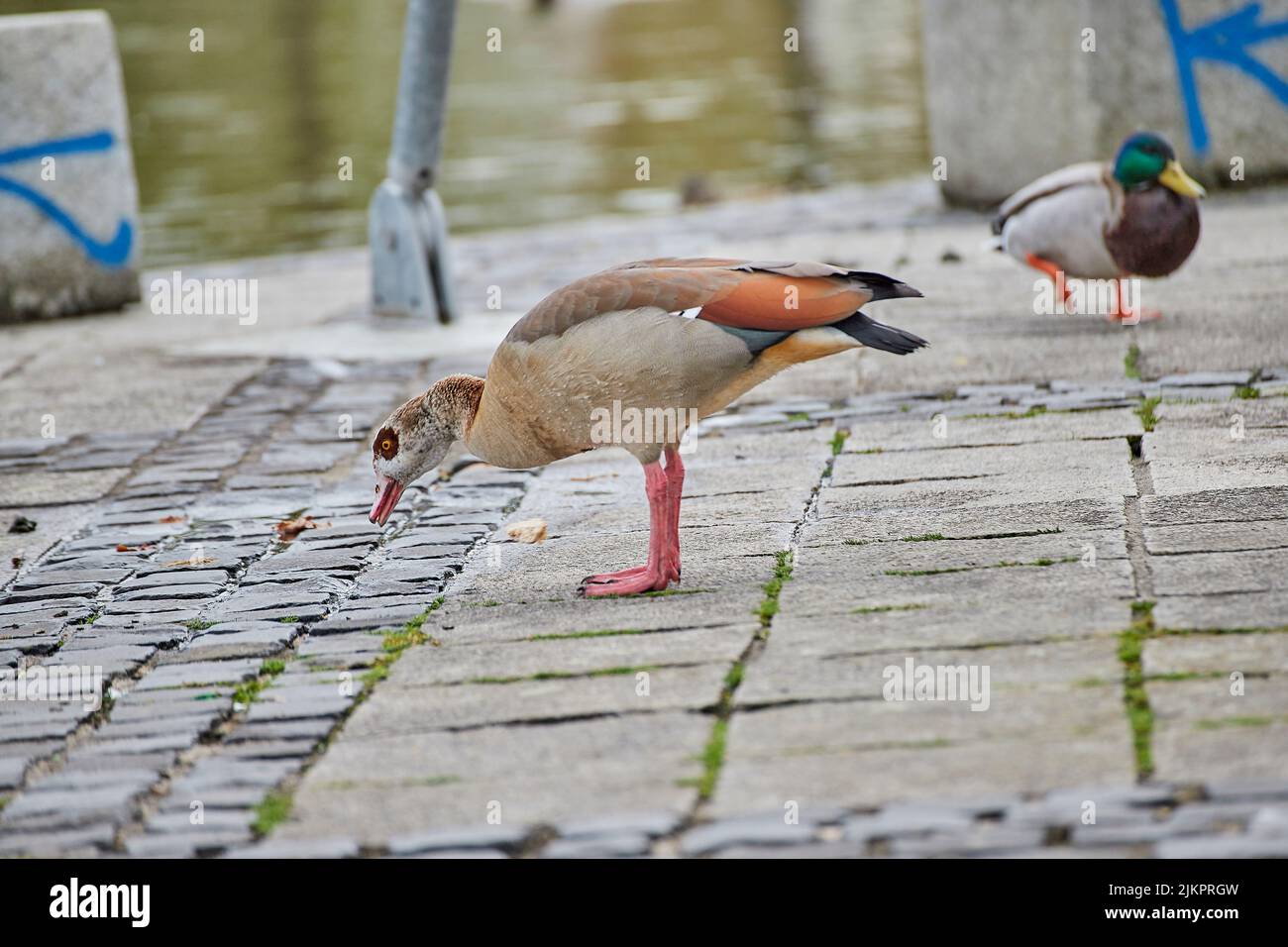 A closeup of the Egyptian, Alopochen aegyptiaca with a male mallard in the background. Stock Photo