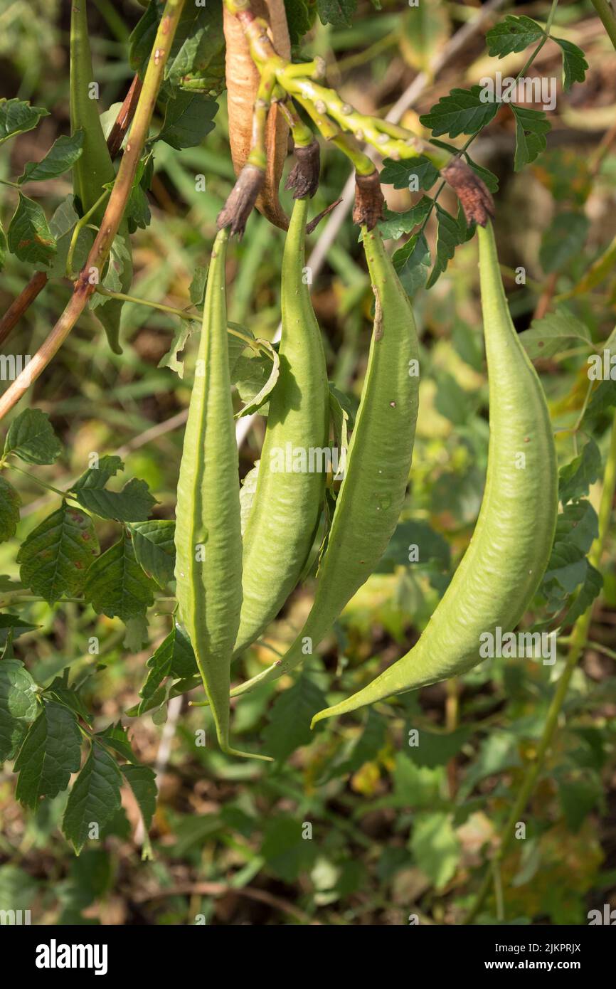 Trumpet vine seed hires stock photography and images Alamy