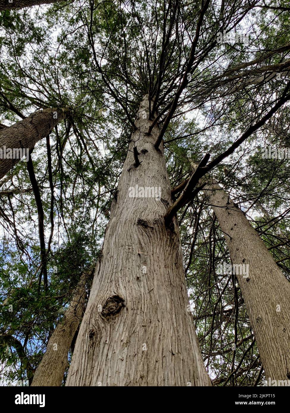 tall native trees at Robert Simpson Park Stock Photo Alamy