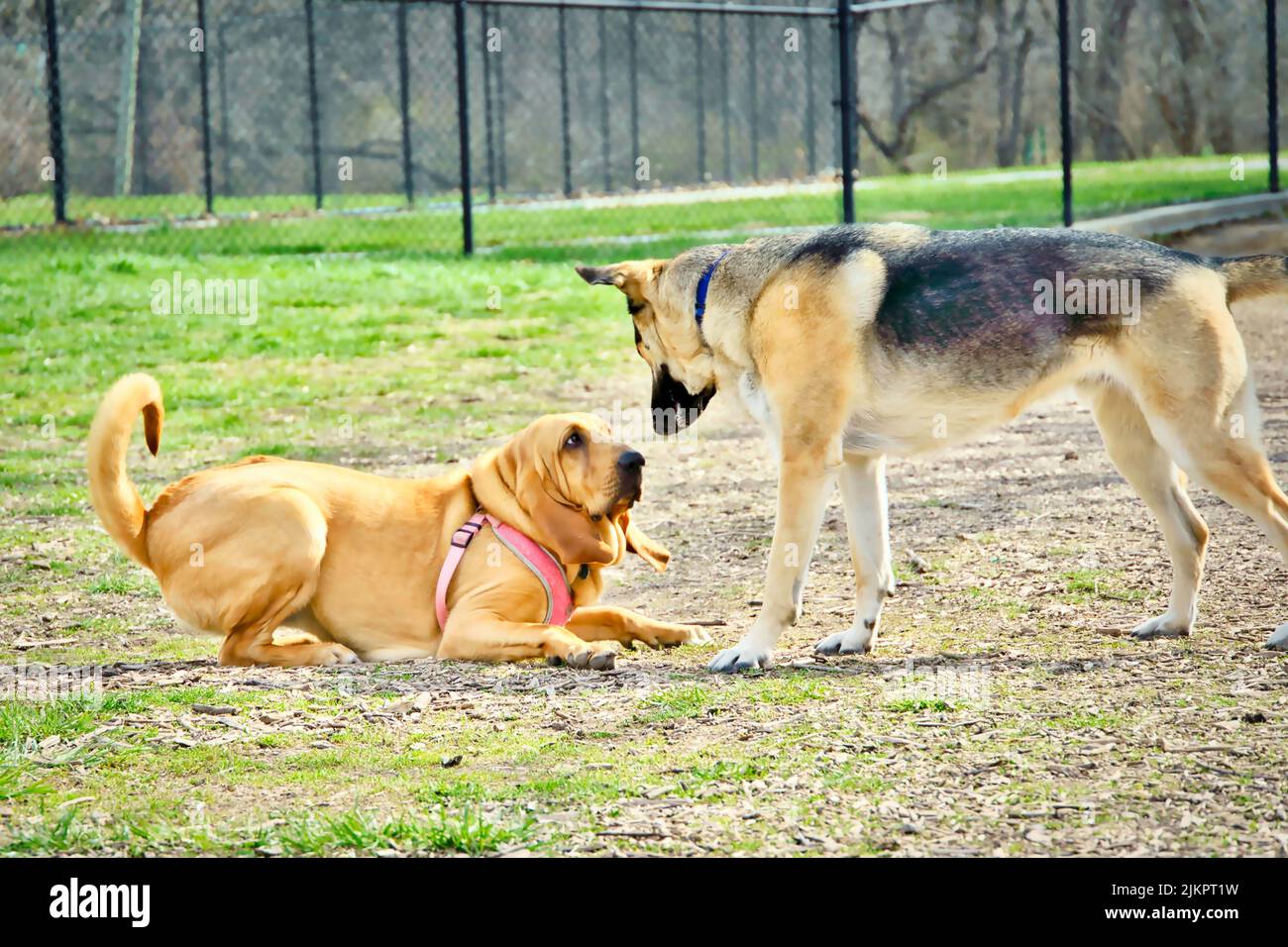 The two big dogs playing together at the park in Kansas City, Missouri