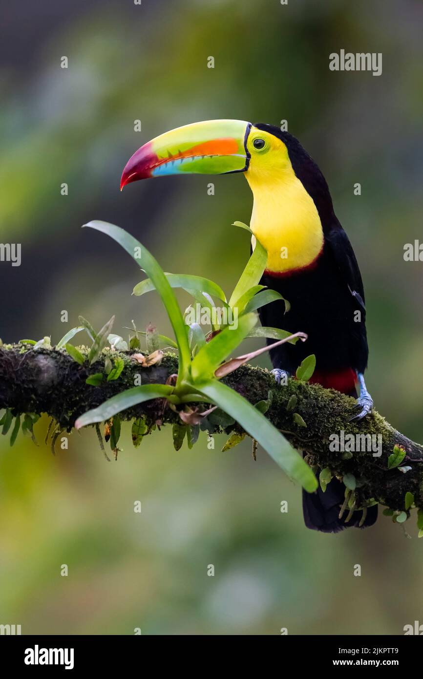 Keel-billed Toucan (Ramphastos sulfuratus) perched on a branch, Costa Rica. Stock Photo