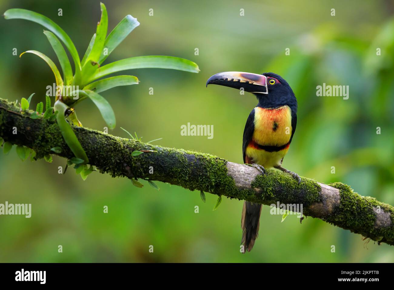 Collared aracari (Pteroglossus torquatus) perched on a branch with moss and bromelia, Costa Rica Stock Photo