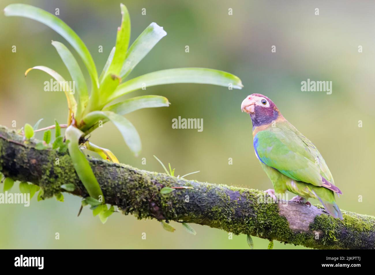 Brown-hooded parrot (Pyrilia haematotis) perched on a branch with bromelia in tropical rain forest, Costa Rica. Stock Photo