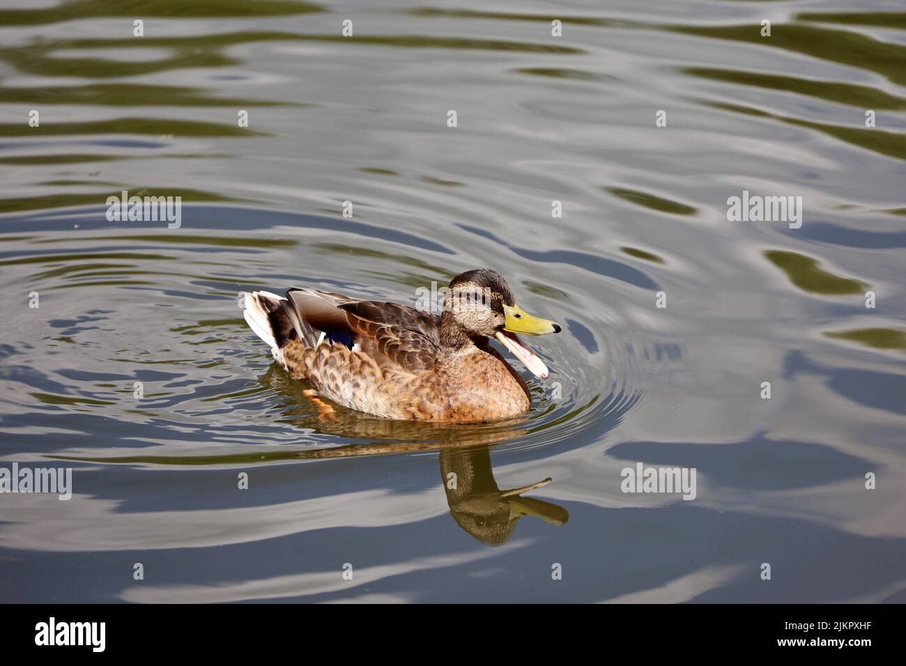 Mallard duck quacks swimming in water. Female wild duck on summer lake Stock Photo