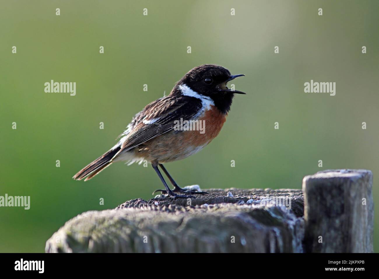 STONECHAT (Saxicola torquata) singing on a field fence post, UK. Stock Photo