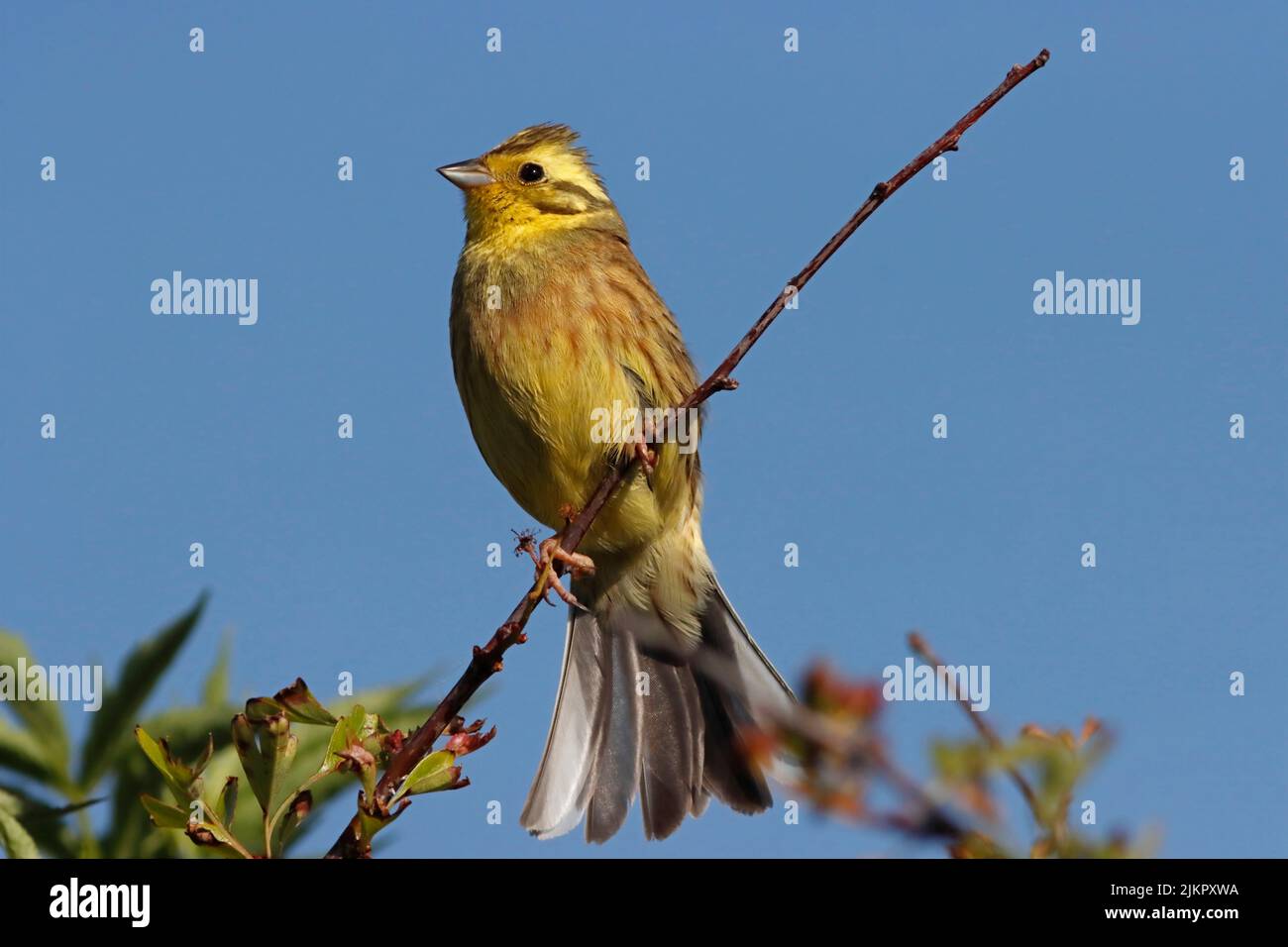 YELLOWHAMMER (Emberiza citrinella) male perched on vegetation at the edge of a farmer's field. Stock Photo