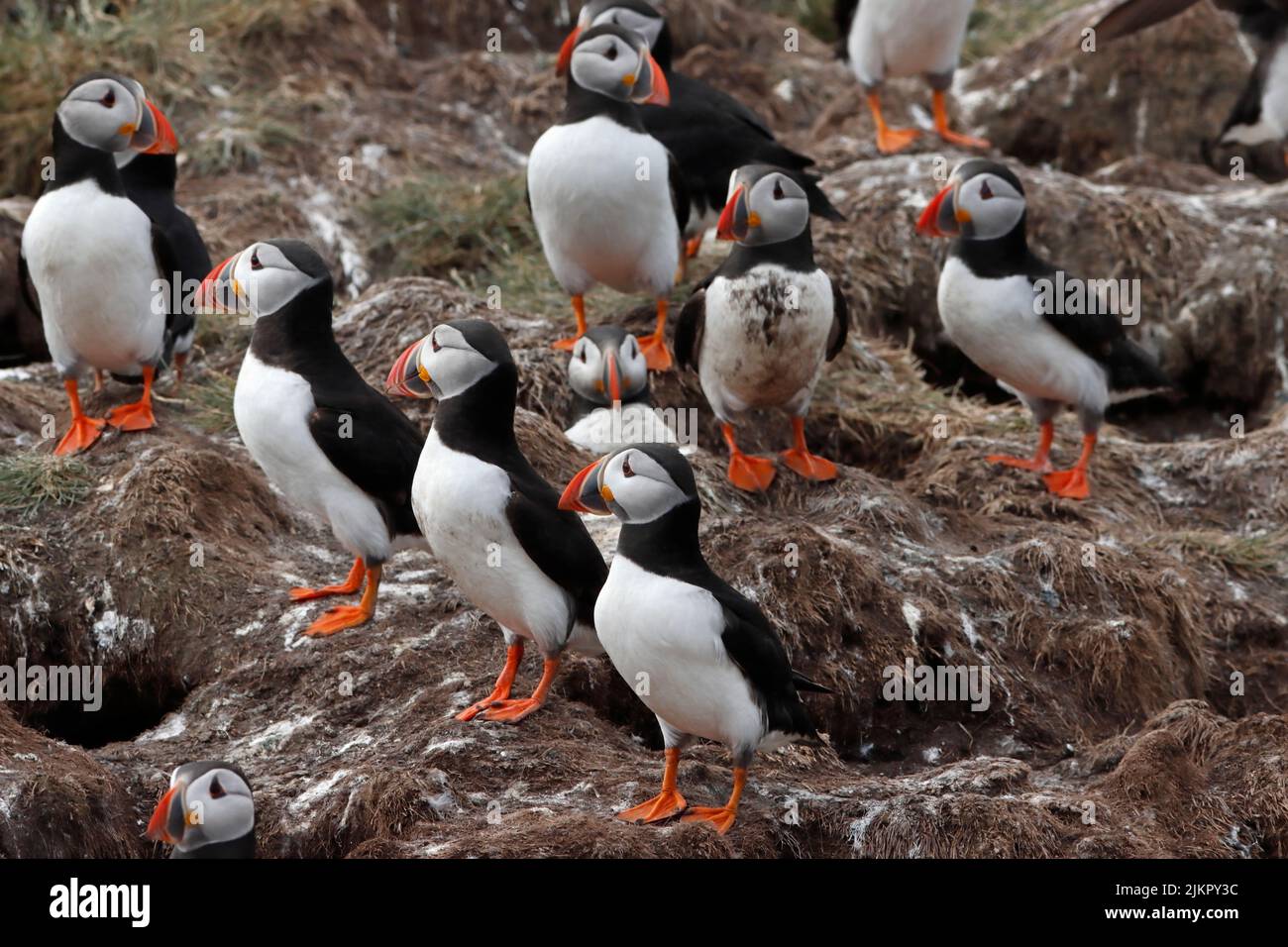 PUFFIN group stood outside their burrows, UK. Stock Photo