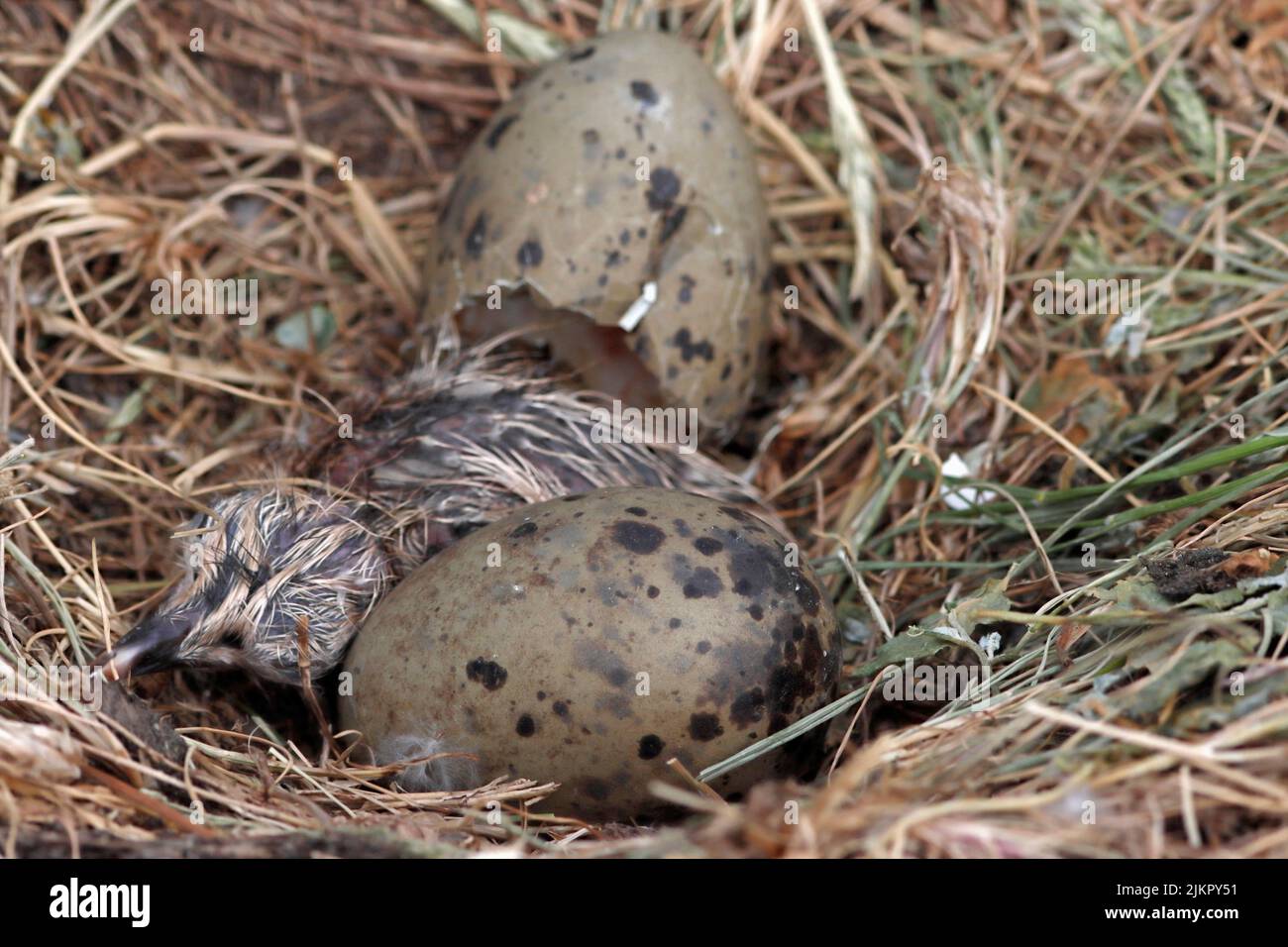 HERRING GULL nest, UK Stock Photo Alamy