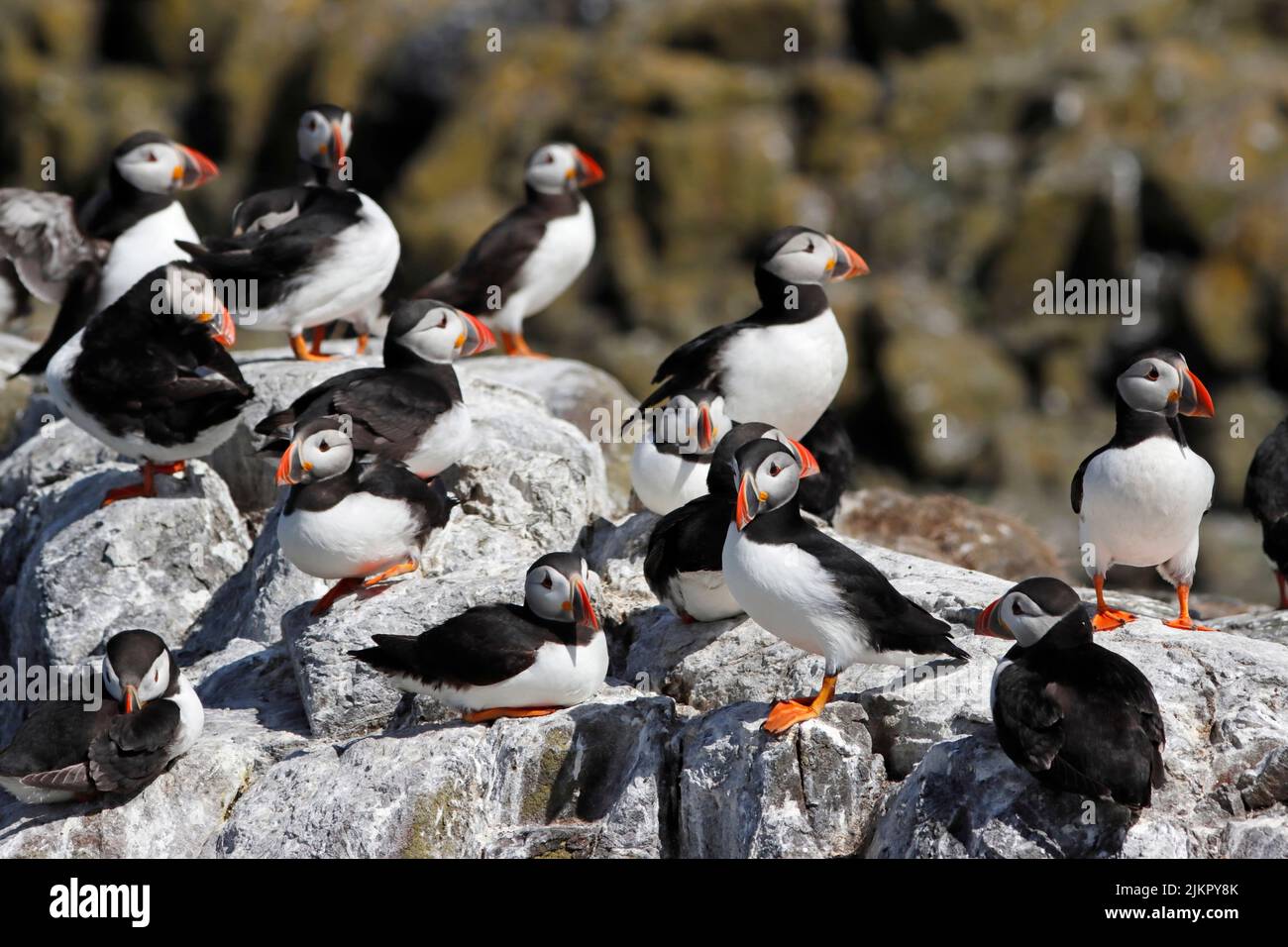 Puffin breeding hi-res stock photography and images - Alamy