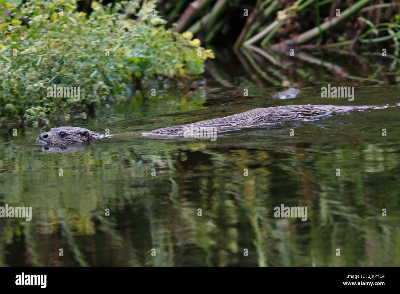 OTTER in a river, UK. Stock Photo