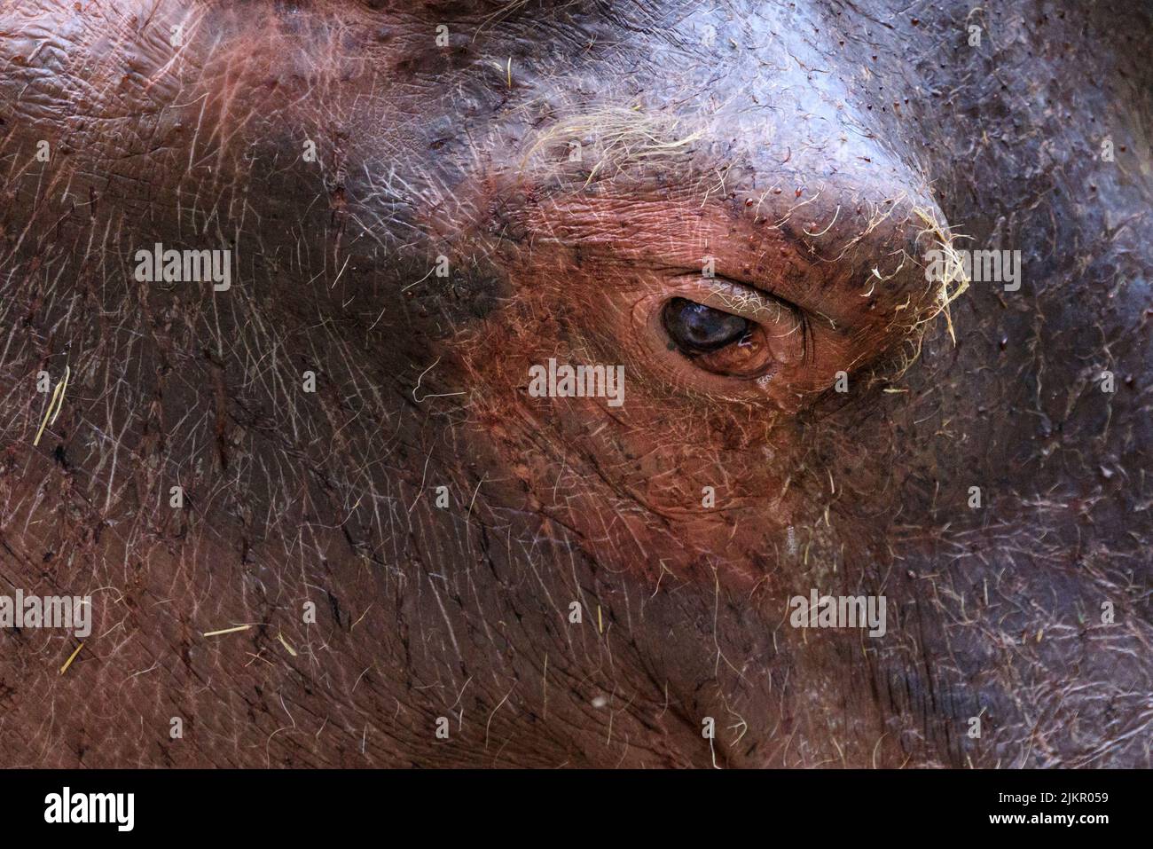 Hippopotamus (hippopotamus amphibius) eye, close up with thick, wrinkled hippo skin detail Stock Photo