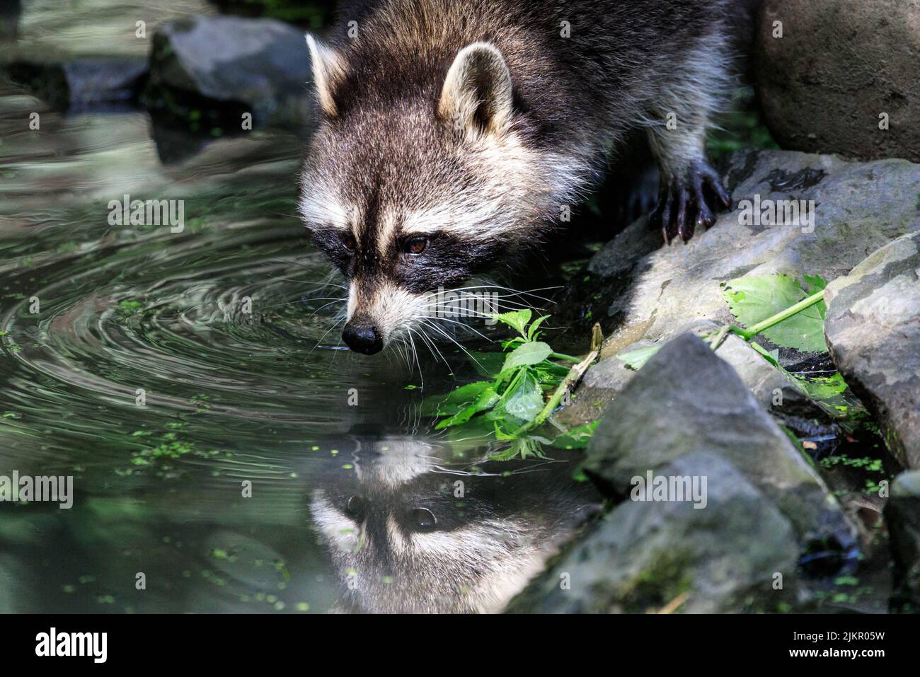 Raccoon (Procyon lotor), close up, drinking water in sunshine Stock ...