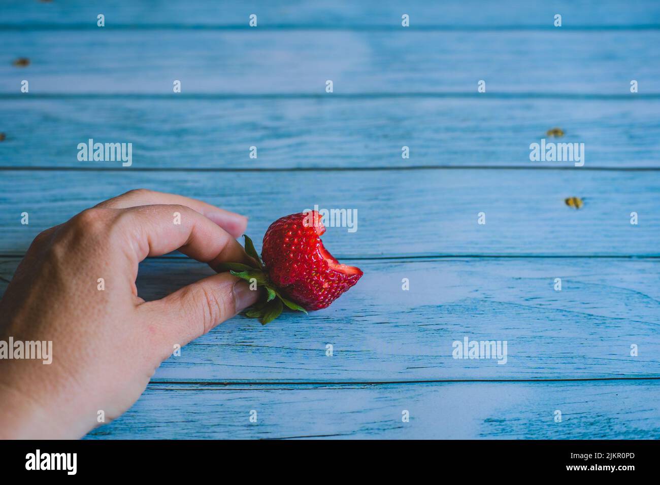 Fresh bitten strawberry. Woman hand holding ripe sweet strawberry on blue wooden table. summer fruits concept.food and drink space for text. one big s Stock Photo