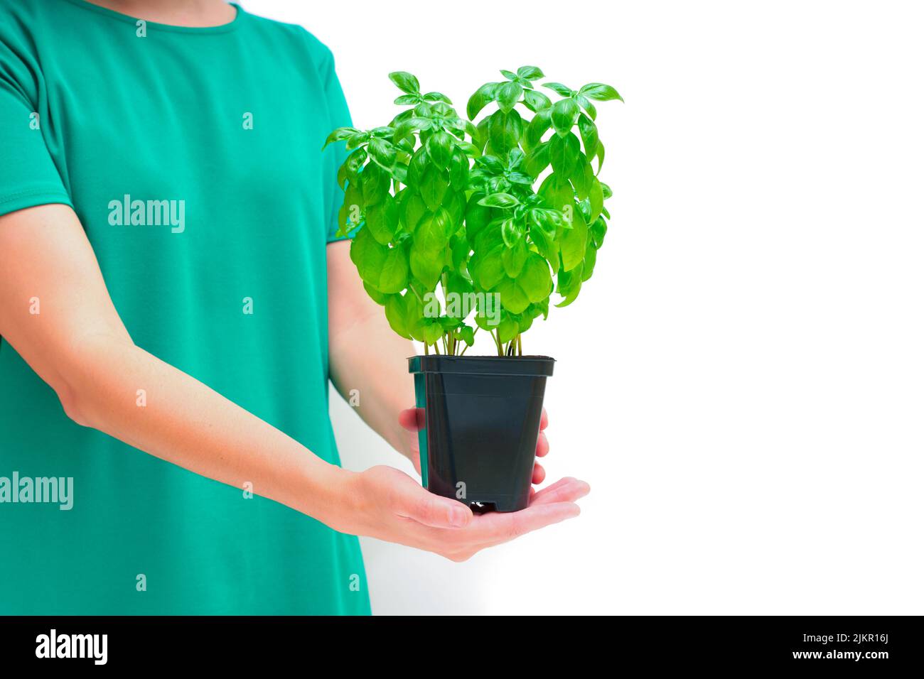 Woman wearing a green dress holds a basil bush in a planter isolated on white background with copy space. Stock Photo