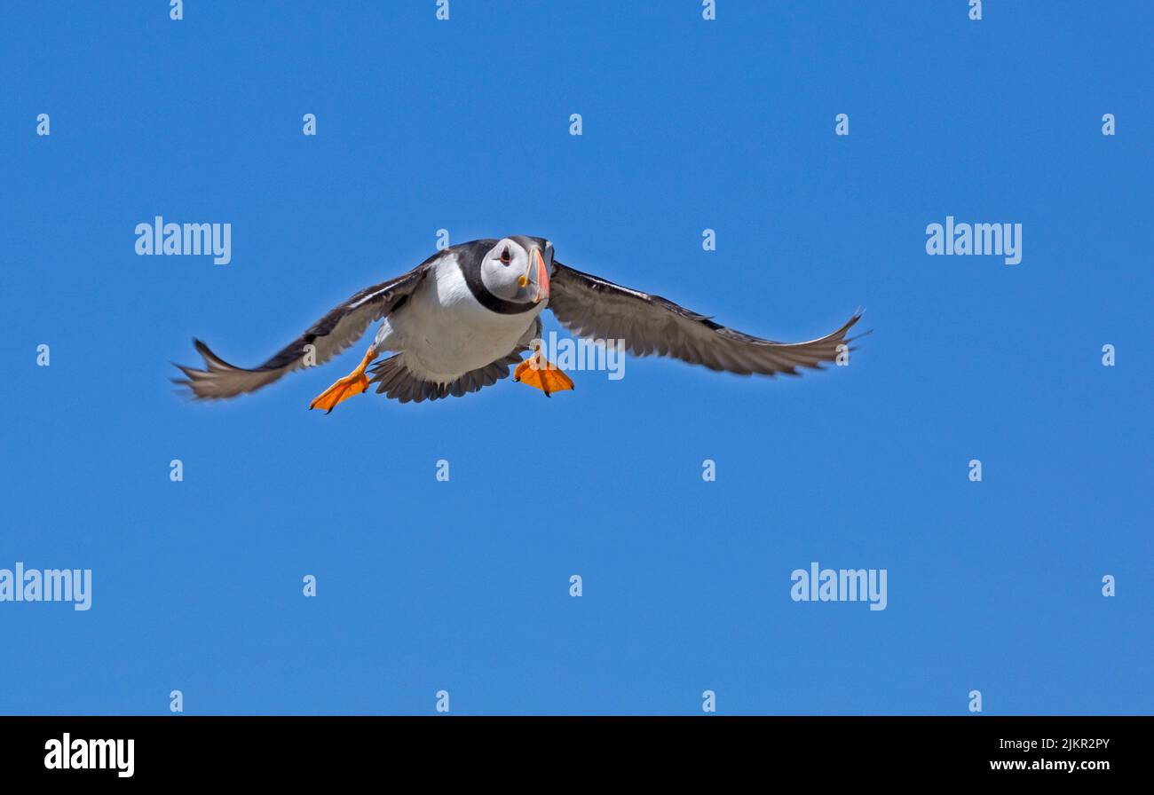 Single Puffin Fratercula arctica in flight against blue sky on Farne Islands Northumberland UK Stock Photo