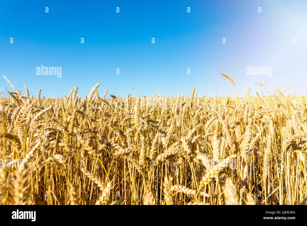 Beautiful harvest of ripe golden wheat,rye ears under a clear blue sky ...