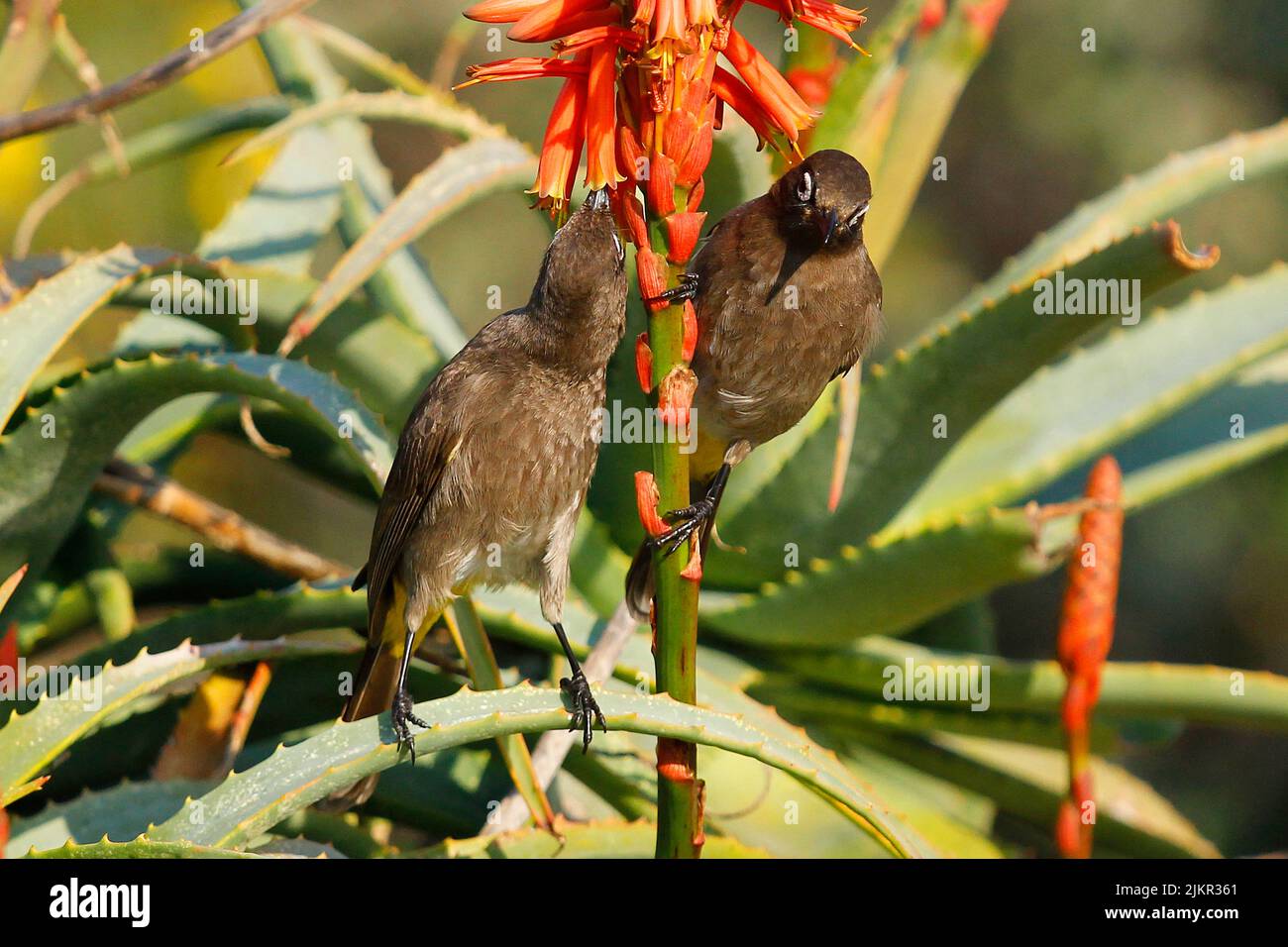 Cape bulbuls feeding on the nectar of aloe flowers in Cape Town. Stock Photo