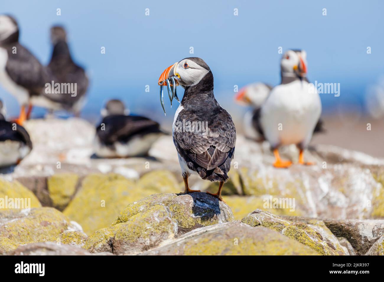 Atlantic puffin (Fratercula arctica) on a rock with a beak full of sand eels on Farne Islands off the coast of Northumberland, north-east England, UK Stock Photo