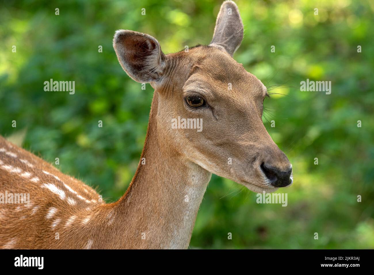 Female fallow deer with spotted summer coat of hair Stock Photo