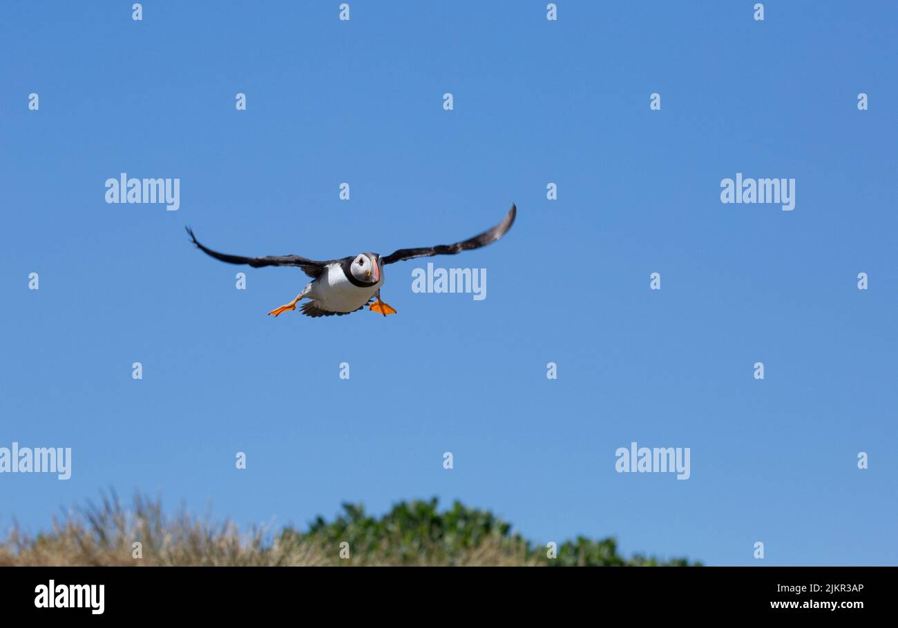 Single Puffin Fratercula arctica in flight against blue sky on Farne Islands Northumberland UK Stock Photo
