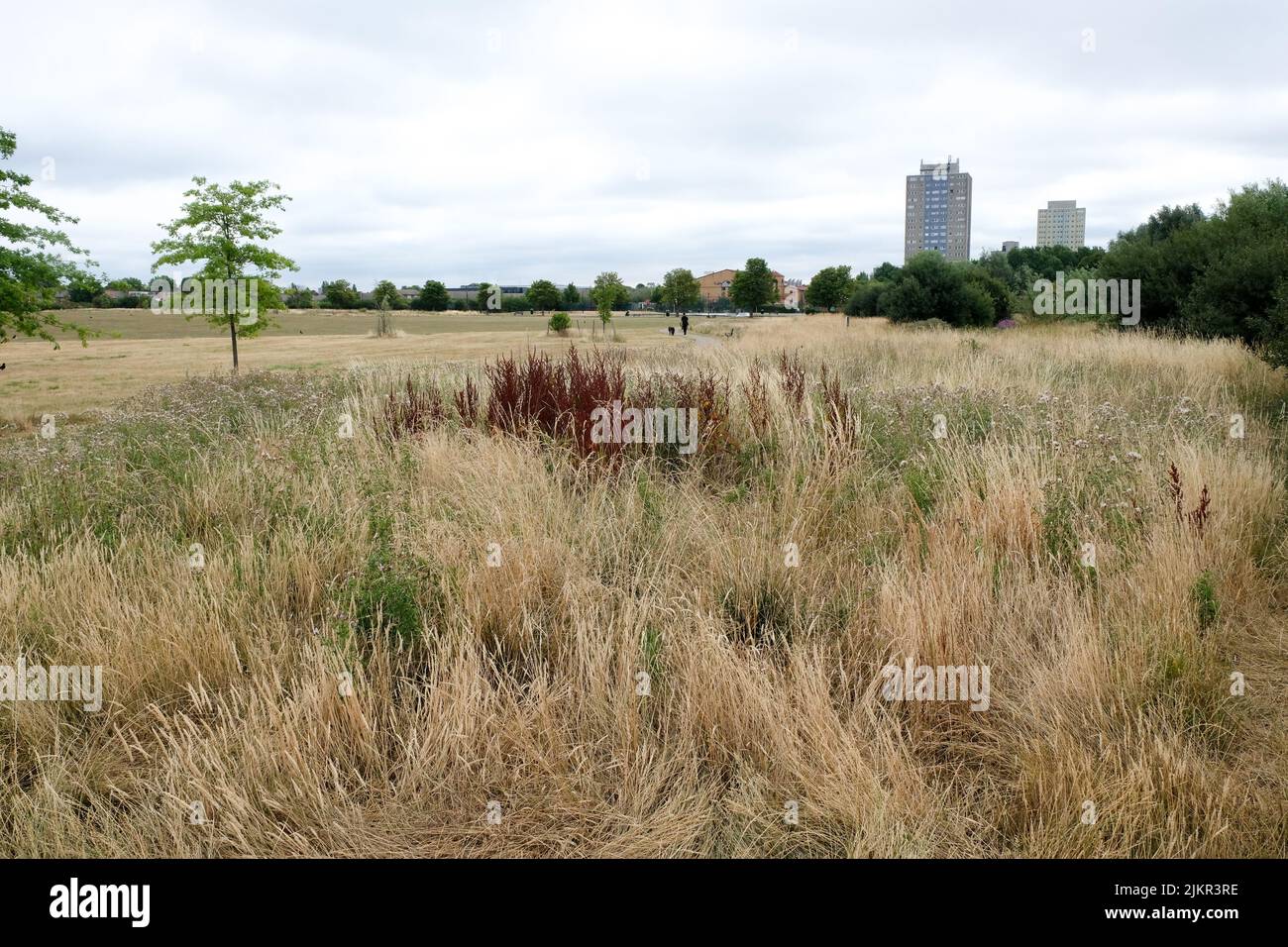Lordship Park, London, UK. 3rd Aug 2022. UK Weather: drought warnings. Dry scenes Lordship Park, north London. Credit: Matthew Chattle/Alamy Live News Stock Photo