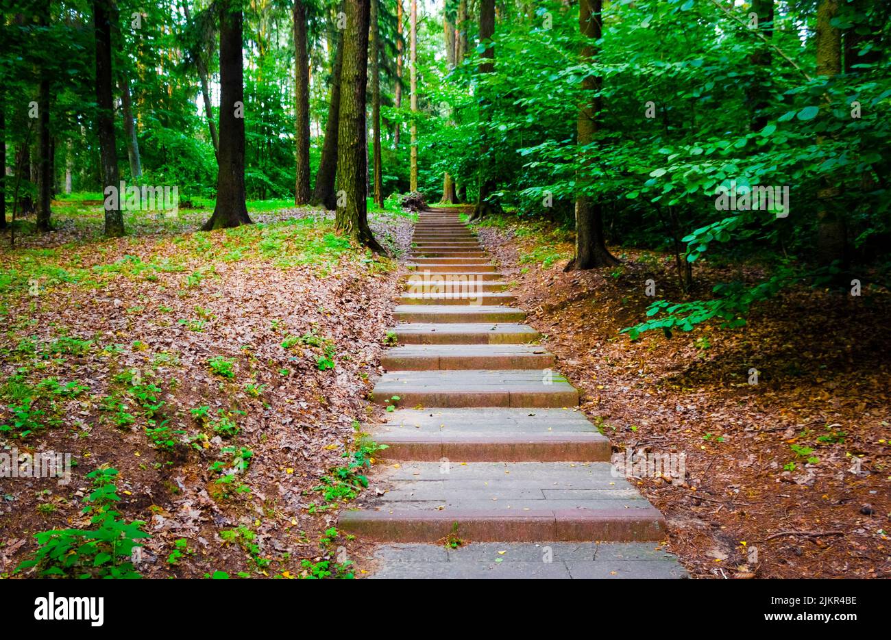 Staircase in the forest surrounded by large trees Stock Photo