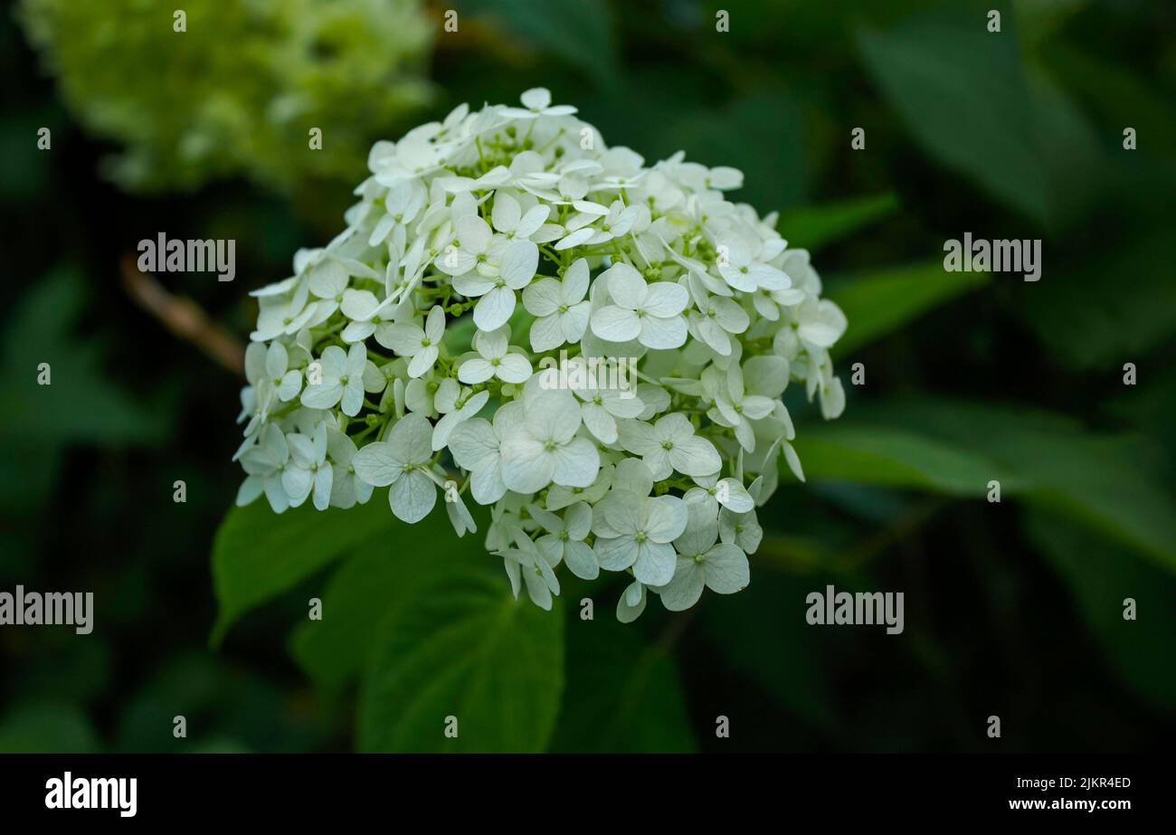 White Hydrangea arborescens growing in summer ornamental garden. Smooth hortensia blooming flowers, selective focus Stock Photo