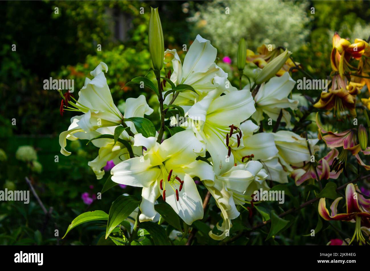 White lilies on a summer day. Beauty garden lily with white petals close up garden photo Stock Photo