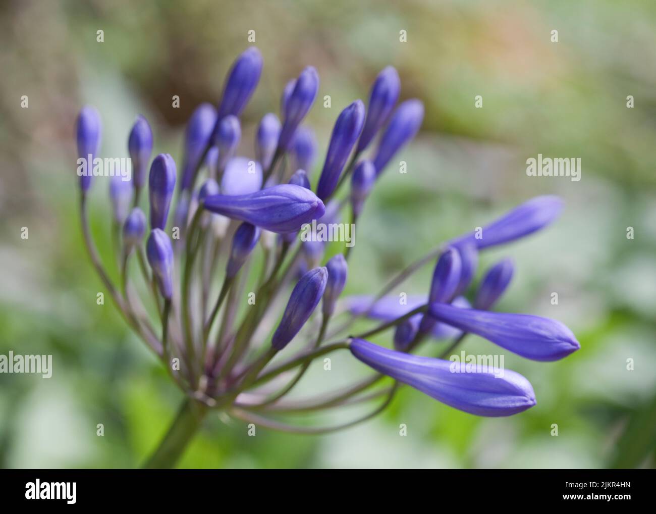 Blue flower buds of Agapanthus Melbourne in early July in a garden in England, United Kingdom Stock Photo